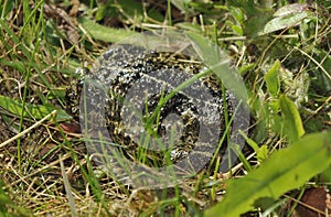 Natterjack Toad