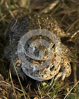 Natterjack Toad