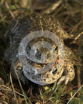 Natterjack Toad photo