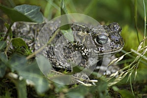 Natterjack toad