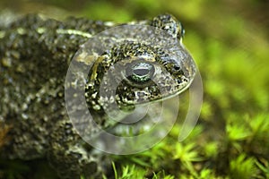 Natterjack toad