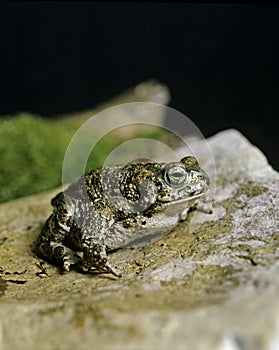 Natterjack Toad, bufo calamita photo