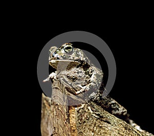 Natterjack Toad, bufo calamita