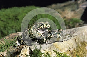 Natterjack Toad, bufo calamita, Pair mating