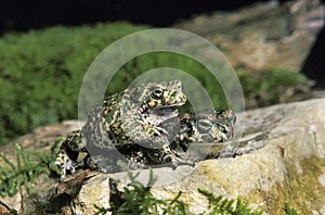 Natterjack Toad, bufo calamita, Pair mating photo