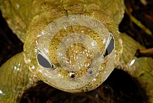 Natterjack toad Bufo calamita in Valdemanco, Madrid, Spain