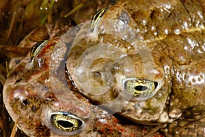Natterjack toad Bufo calamita in Valdemanco, Madrid, Spain