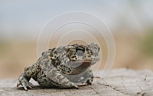 Natterjack toad Bufo Epidalea calamita. It is a very rare Amphibian in the U.K.