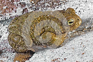 Natterjack toad