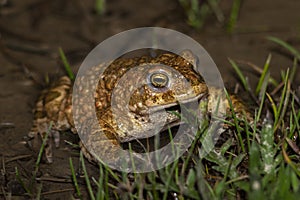 Natterjack toad cooling off in pond