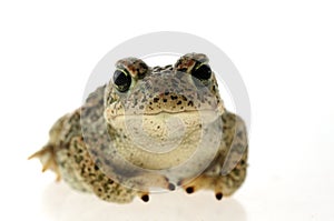 Natterjack toad Epidalea calamita