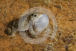 Natterjack toad Epidalea calamita