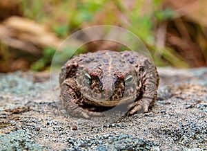 Natterjack toad  Epidalea calamita