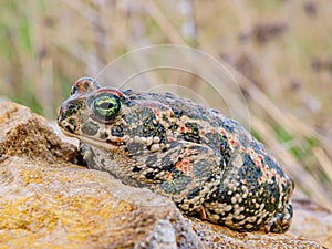 Natterjack toad  Epidalea calamita
