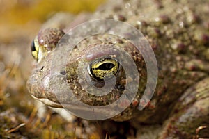Natterjack Toad Epidalea calamita, detail of your eye