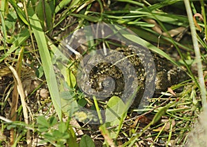 Natterjack Toad photo