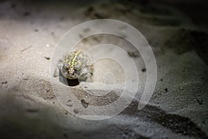 Natterjack toad, Epidalea calamita hiding in the sand of Kalmthout Heath photo