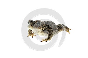 Natterjack toad Epidalea calamita photo