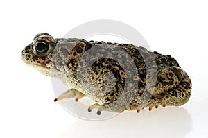 Natterjack toad Epidalea calamita photo