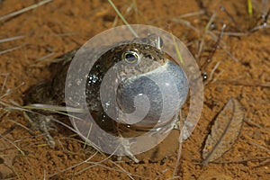Natterjack toad Epidalea calamita singing at night in its pond.