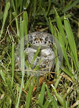 Natterjack toad (Epidalea calamita) standing in grass at night