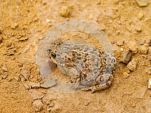 Natterjack toad  Epidalea calamita photo