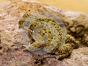 Natterjack toad  Epidalea calamita photo