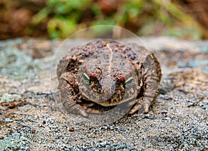 Natterjack toad  Epidalea calamita photo