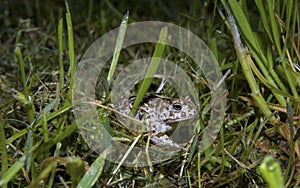 Natterjack toad (Epidalea calamita) walking in grass at night