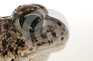 Natterjack toad Epidalea calamita  Eye Detail photo