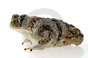 Natterjack toad Epidalea calamita