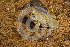 Natterjack Toad  Epidalea calamita in your pond