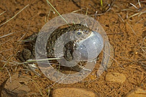 Natterjack Toad  Epidalea calamita in your pond