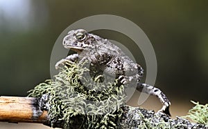 natterjack toad in the forest