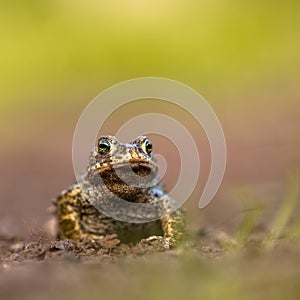 Natterjack toad front legs