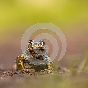 Natterjack toad front legs photo