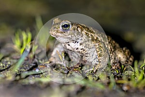 Natterjack toad on front legs photo