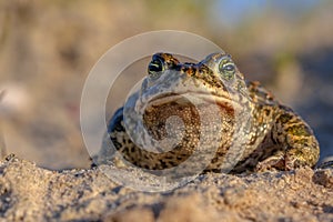 Natterjack toad frontal view photo