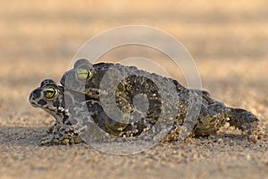 Natterjack Toad - sapo corredor - Epidalea calamita