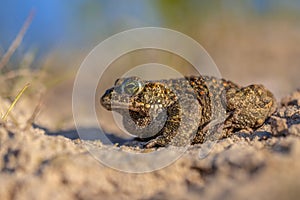 Natterjack toad sideview