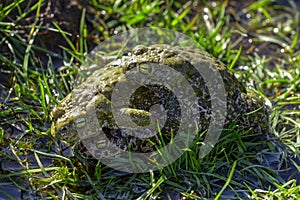 Natterjack toad, a species of frog in the Bufonidae family