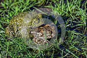 Natterjack toad, a species of frog in the Bufonidae family