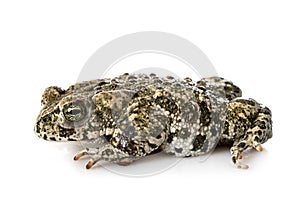 Natterjack toad in studio