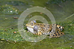 Natterjack toad in water