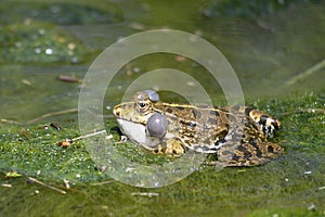 Natterjack toad in water photo