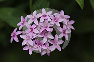 A natual flowers bouquet photo