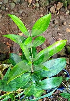 the natur green leaves is very beautiful