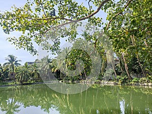 Natur view pond Kolkata