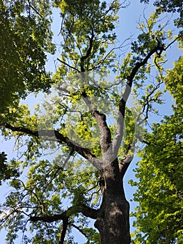 Natur Wald wood forest Natur