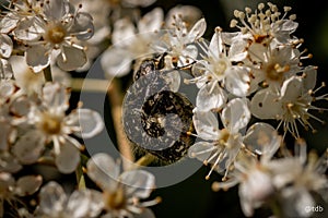 Natura meravigliosa photo